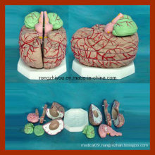 Anatomical Plastic Human Brain Models with Arteries